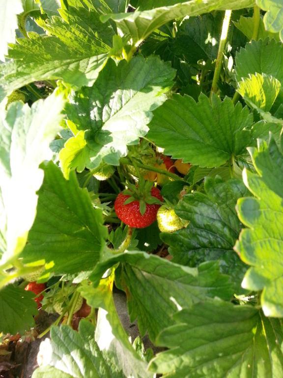 Ternhill Farm House - 5 Star Guest Accommodation With Optional Award Winning Breakfast マーケット・ドレイトン エクステリア 写真